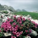 Saxifraga oppositifolia L. resmi