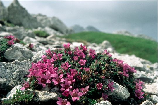 Image de Saxifrage à feuilles opposées