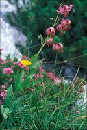 Image of martagon lily