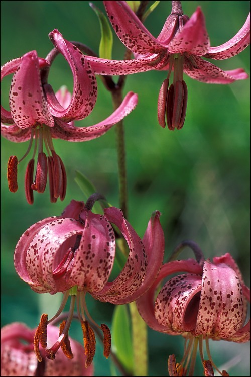 Image of martagon lily