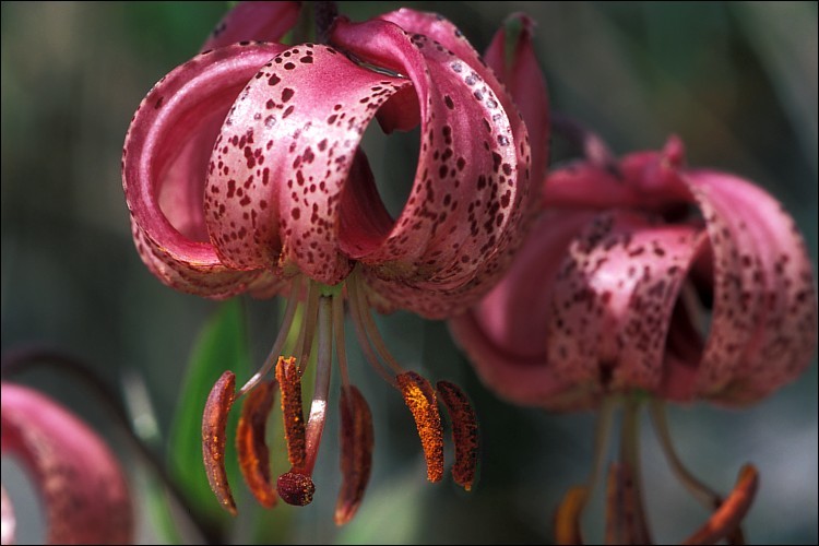 Image of martagon lily