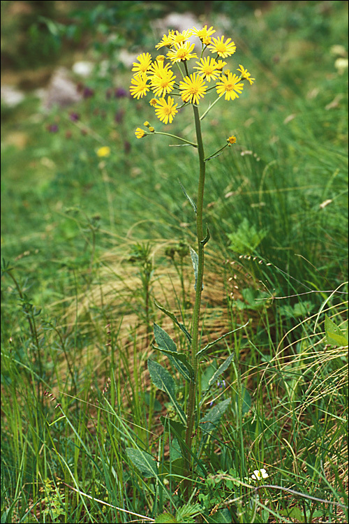 Image of Tephroseris crispa (Jacq.) Schur