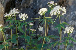 Image of <i>Valeriana tripteris</i>