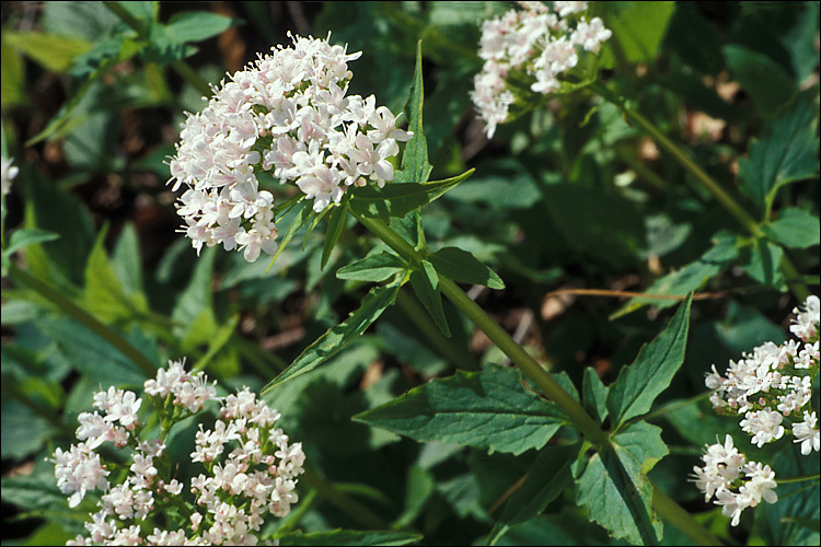 Image of <i>Valeriana tripteris</i>