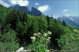 Image of <i>Valeriana tripteris</i>