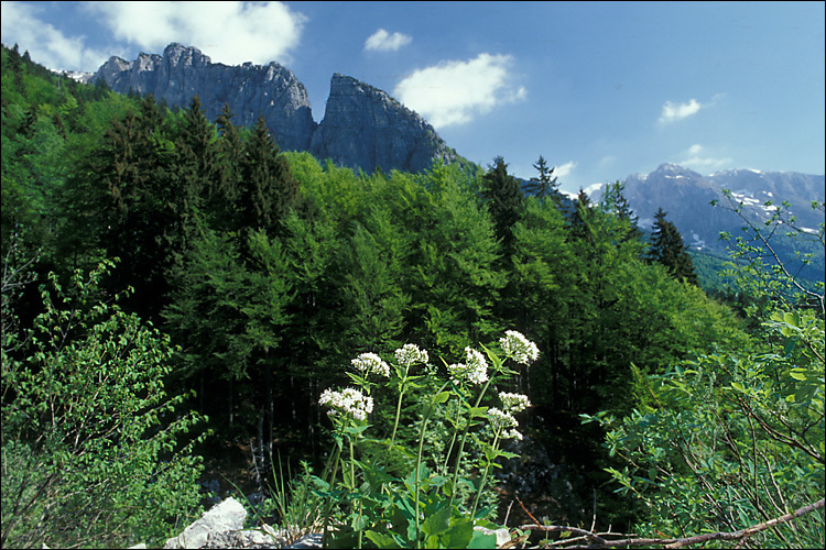 Image of <i>Valeriana tripteris</i>