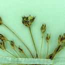 Image of Hairy-Stem Dwarf Rush