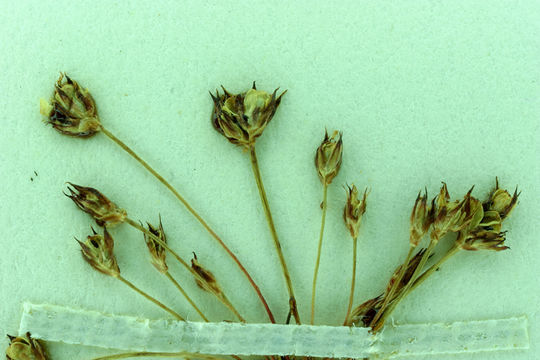 Image of Hairy-Stem Dwarf Rush