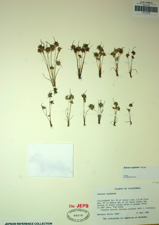 Image of dwarf rush