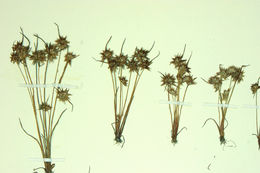 Image of dwarf rush