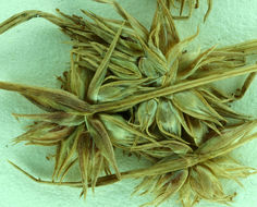 Image of dwarf rush