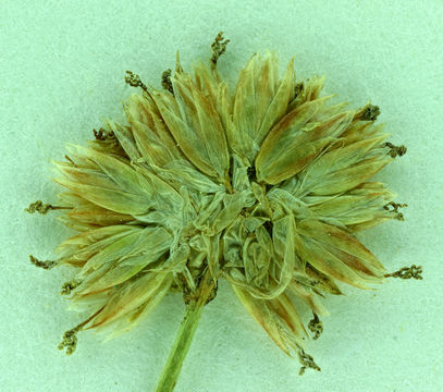 Image of Green-Head Rush