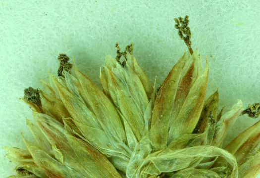 Image of Green-Head Rush