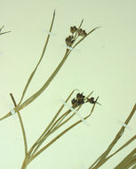 صورة Juncus covillei Piper