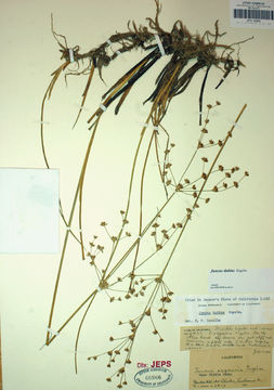 Juncus rugulosus Engelm. resmi