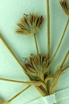 Juncus rugulosus Engelm. resmi