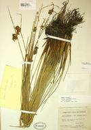 Image of Juncus hesperius (Piper) Lint