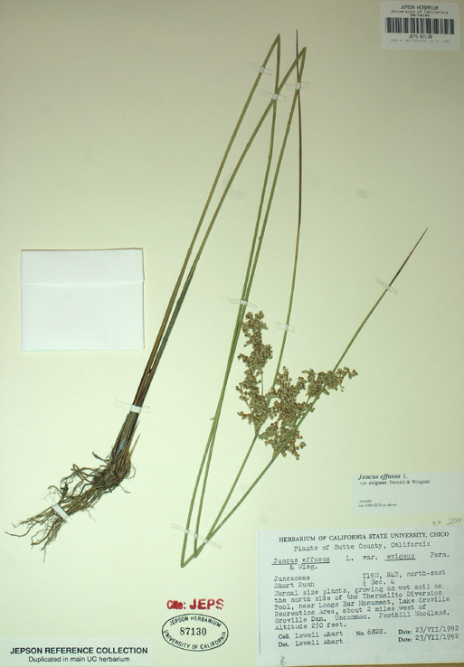 Juncus exiguus (Fern. & Wiegand) Lint ex Snogerup & P. F. Zika resmi