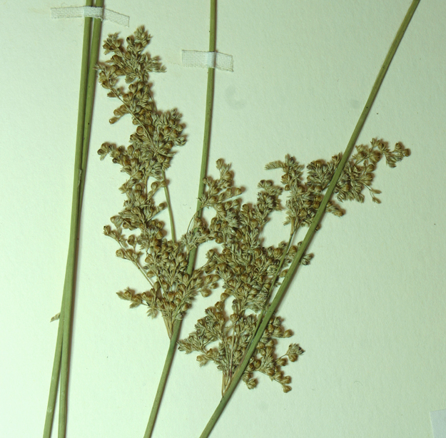 Juncus exiguus (Fern. & Wiegand) Lint ex Snogerup & P. F. Zika resmi