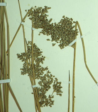 صورة Juncus effusus subsp. pacificus (Fern. & Wiegand) Piper & Beattie