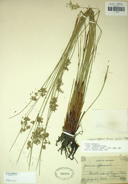 Image of Juncus laccatus P. F. Zika