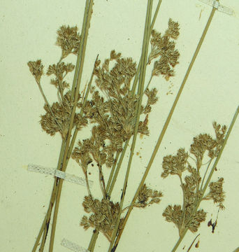 Image of Juncus laccatus P. F. Zika