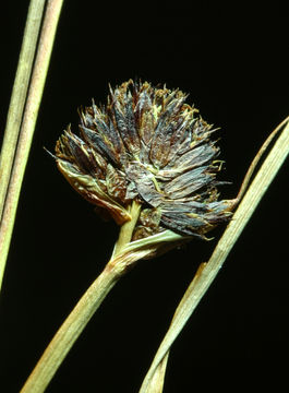 Juncus ensifolius Wikström resmi