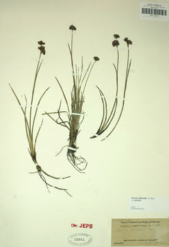 Image of Sickle-Leaf Rush