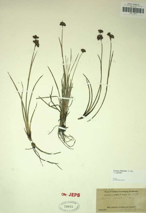 Слика од Juncus falcatus E. Mey.