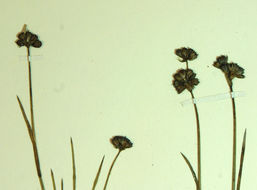 Image of Sickle-Leaf Rush