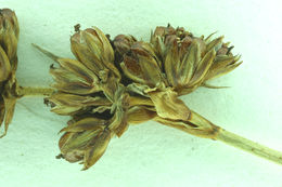 Image of Sickle-Leaf Rush