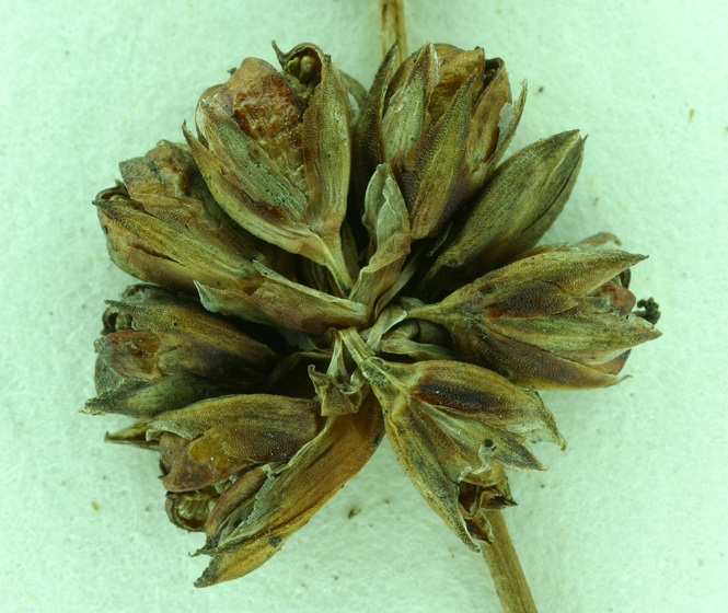 Image of Sickle-Leaf Rush