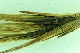 Слика од Juncus falcatus E. Mey.