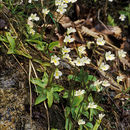 Image of Alpine Butterwort