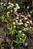 Image of Alpine Butterwort