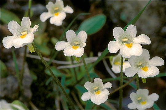 Image of Pinguicula alpina L.