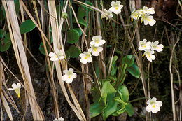 Image of Alpine Butterwort