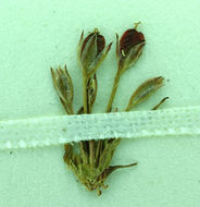 Image of Herman's dwarf rush