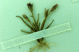 Image of Herman's dwarf rush