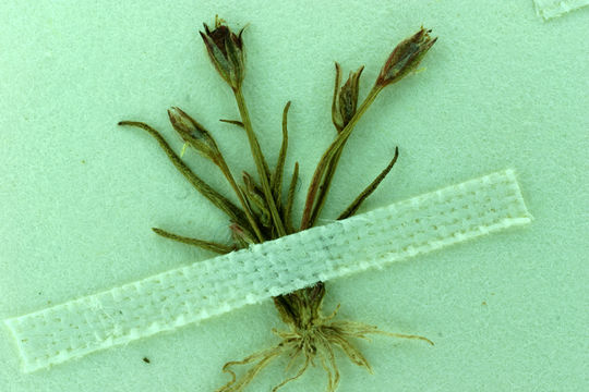 Imagem de Juncus hemiendytus var. abjectus (F. J. Hermann) B. Ertter