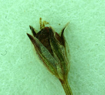 Image of Herman's dwarf rush