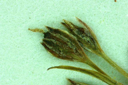 Image of Herman's dwarf rush