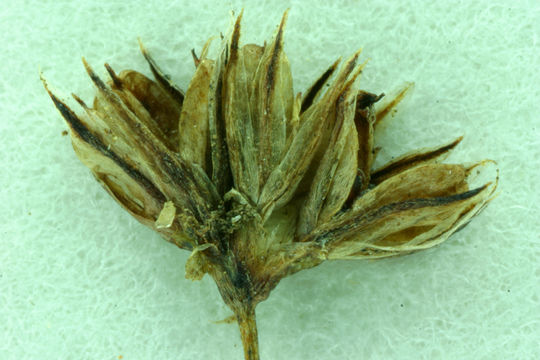 Image of Kellogg's Dwarf Rush