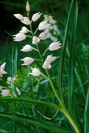 Image of Sword-leaved helleborine