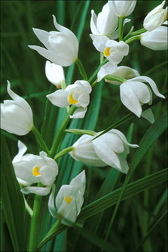 Image of Sword-leaved helleborine