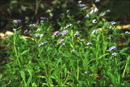 Image of wood forget-me-not