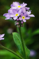 Image of wood forget-me-not