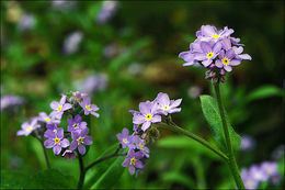 Image of wood forget-me-not