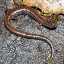 Image of Kings River Slender Salamander