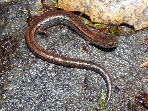 Image of Kings River Slender Salamander